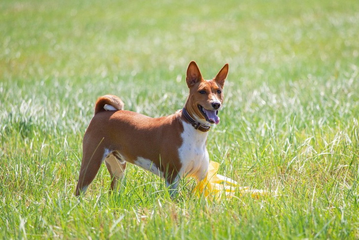 Эта собака не умеет лаять? Узнайте, какие звуки издает «африканский молчун» басенджи басенджи