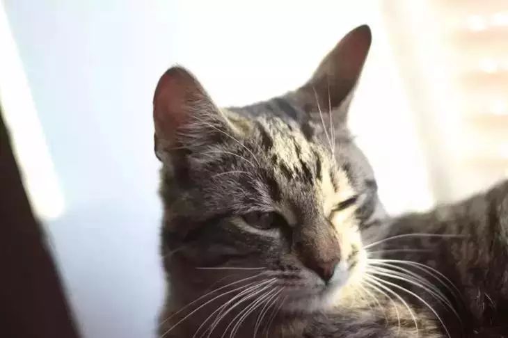 Домашние кошки: что важно знать каждому любителю пушистиков кошка