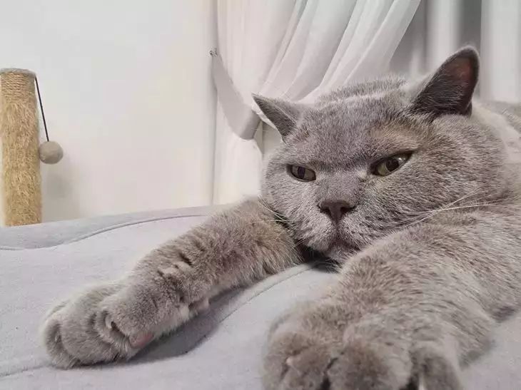 10 секретов, которые помогут вашей кошке прожить на 5 лет дольше: проверьте, не забываете ли вы главное кошка