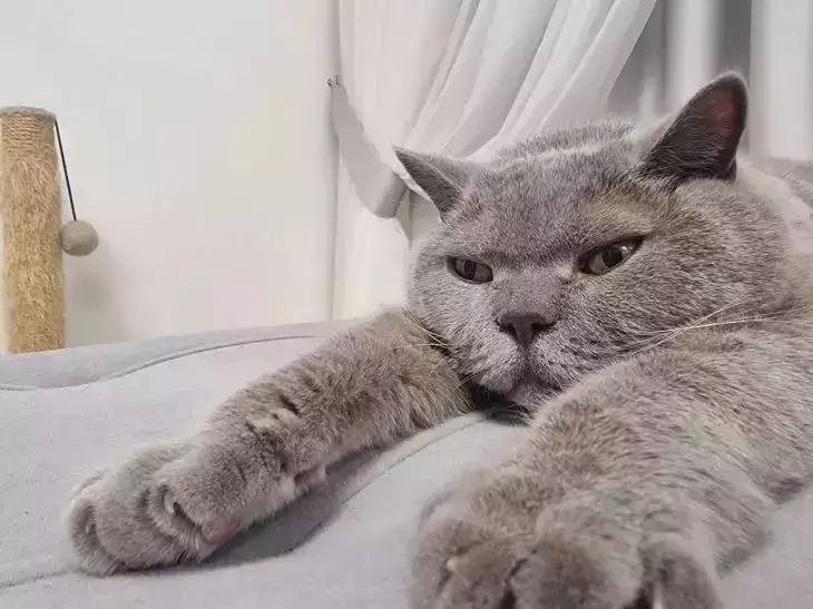 Эти 7 ошибок хозяев превращают кошку в маленького тирана: вы наверняка делаете хотя бы одну кошка