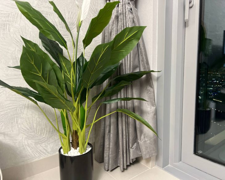 Растения-убийцы: 5 «безопасных» видов, которые портят ваш интерьер цветок