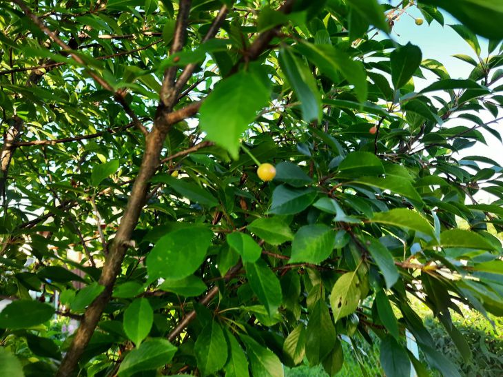 Народные приметы на 22 июня 2025 года: к чему деревья показывают изнанку листьев дерево