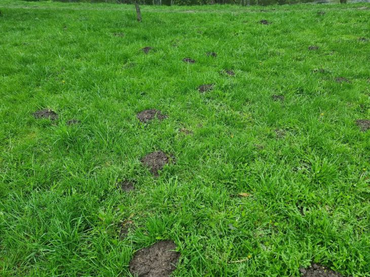 Гениально просто: как старая зубная щетка станет вашим главным орудием в борьбе за идеальный газон газон