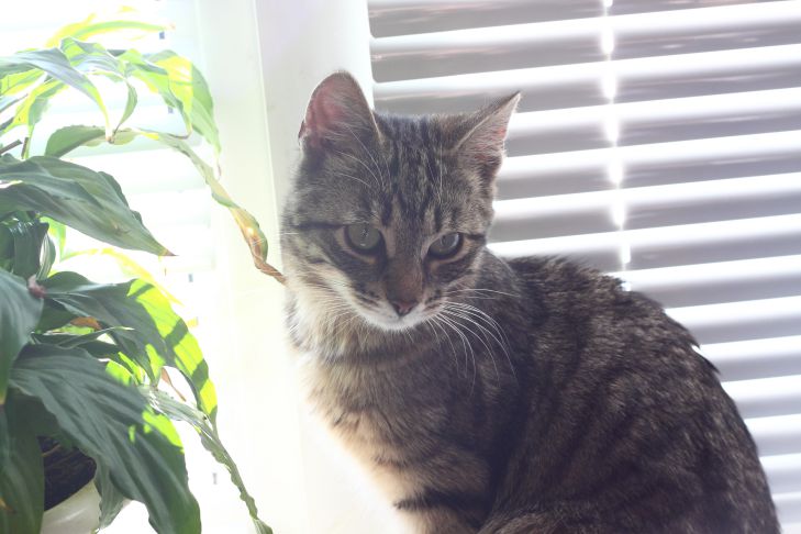 Кошка мурлычет не только от счастья: разгадка звука кошка