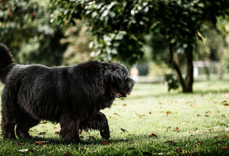 ньюфаундленд