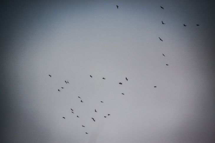 Народные приметы на 1 июля 2025 года: о чем говорят вороны, кружащие в небе птицы