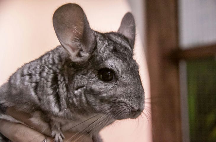 Почему шиншиллы не купаются в воде: секрет меха домашних грызунов шиншилла