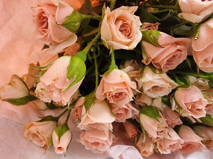 Как заставить цветы в вазе стоять дольше: добавьте в воду таблетку аспирина цветы