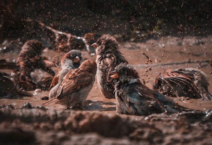 Народные приметы на 20 июня 2025 года: что предвещают купающиеся в пыли воробьи воробьи