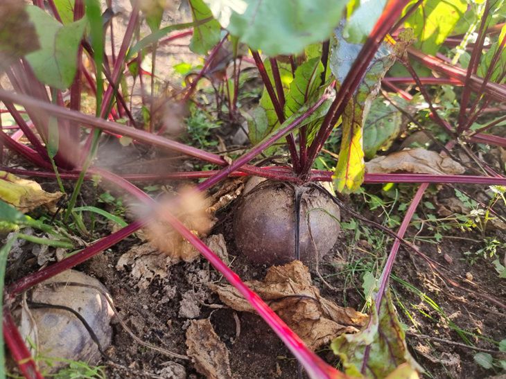 Секреты алой жемчужины: как июльская подкормка свеклы превратит ваш огород в кладезь сочного урожая Свекла