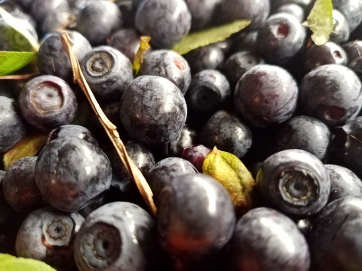 Черника против голубики: какая ягода спасет ваше здоровье? Черника
