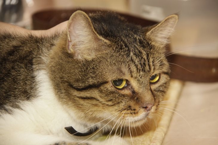 Кошачьи мозги в деле: умеют ли питомцы думать как человек — что говорит наука Кошка