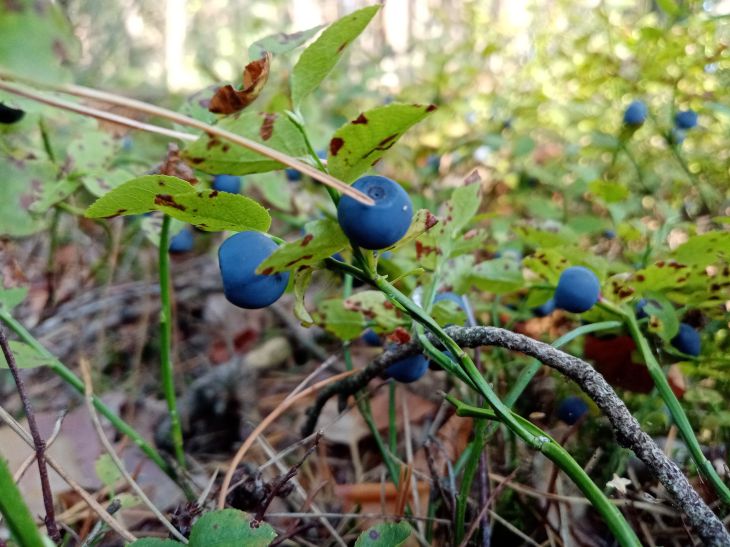 Какой сегодня праздник: 20 июля 2025 года Черника