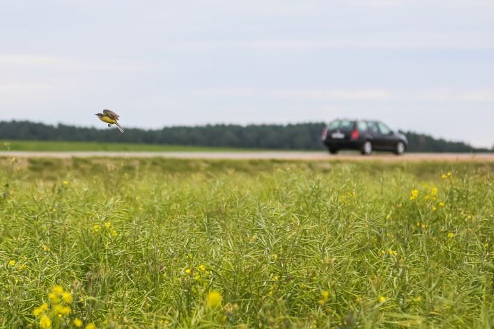 Какой сегодня праздник: 12 июля 2025 года Птица