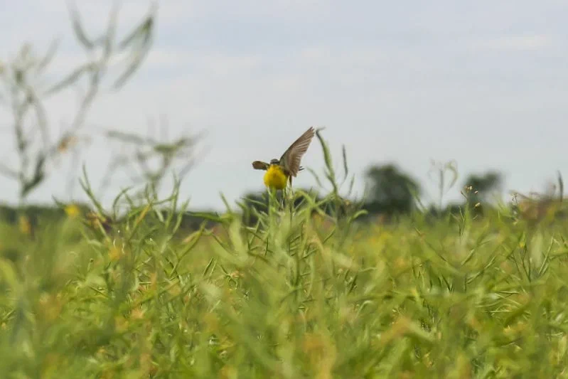 Какой сегодня праздник: 16 июля 2025 года Птица