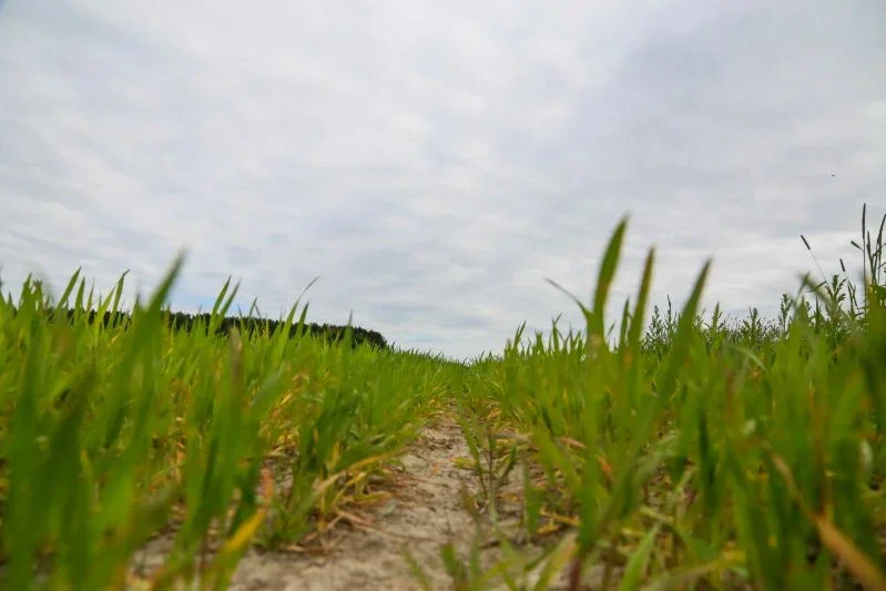 Какой сегодня праздник: 17 июля 2025 года Трава