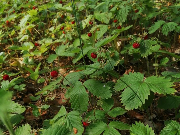 Какой сегодня праздник: 9 июля 2025 года Земляника