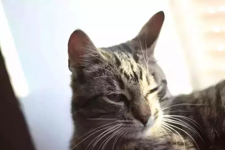 Кот внезапно начал драть все подряд: виновата мелочь, о которой вы даже не догадываетесь кошка