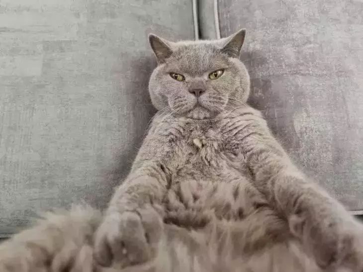 Кот линяет круглый год: виновата простая ошибка в кормлении кошка