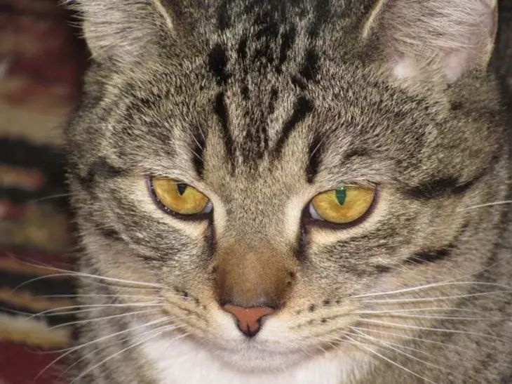 Женщину засыпали звонками о несуществующем коте из-за футболки кошка