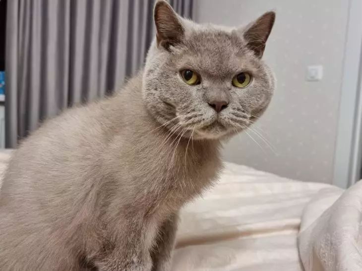 Почему кошка ест с пола, а не из миски: 3 важные причины — и что делать, чтобы она перестала кошка