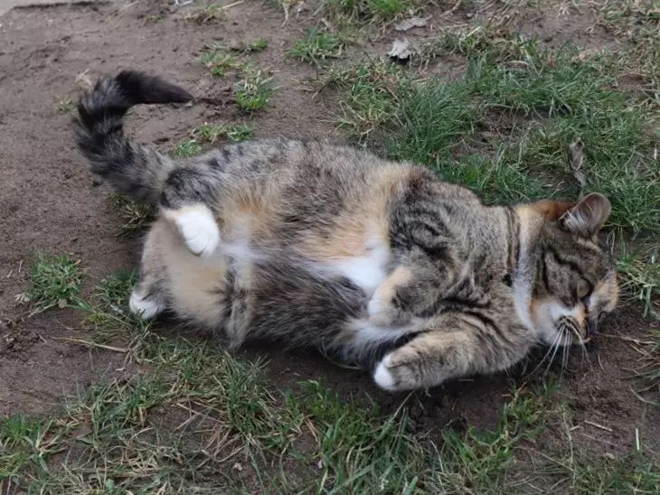 Почему кошка сидит с открытым ртом: 3 скрытые причины — когда бежать к ветеринару кошка