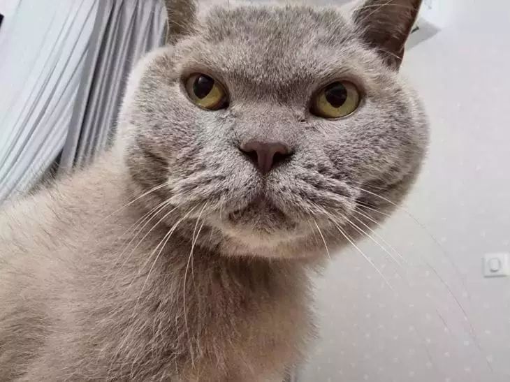 Чистим кошке глаза: когда это действительно нужно и как не навредить питомцу кошка