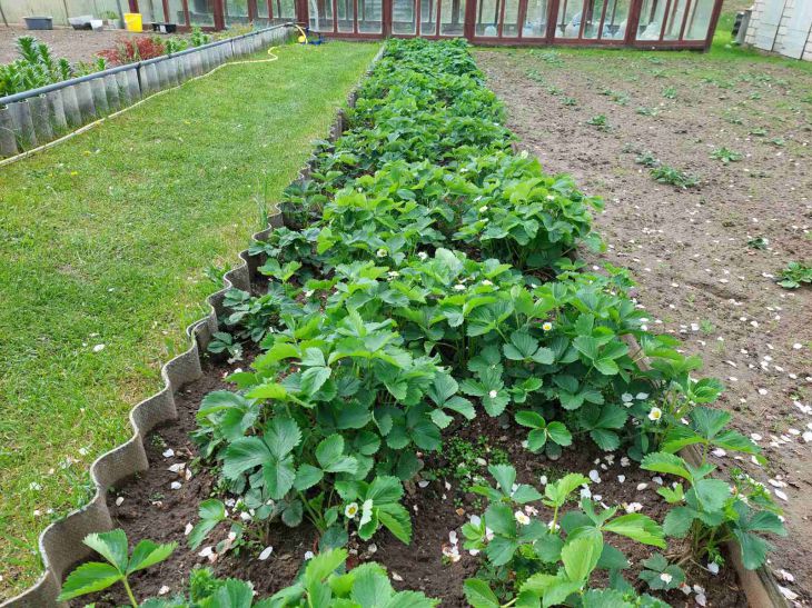 А кто мне будет помогать на даче?: молодая женщина не может переехать из-за маминых требований дача