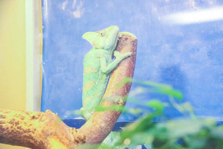 хамелеон