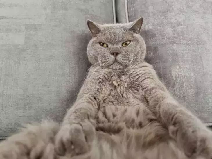 Понимает ли кошка, что человек спит: вот как питомец чувствует ваш сон — неожиданное объяснение кошка