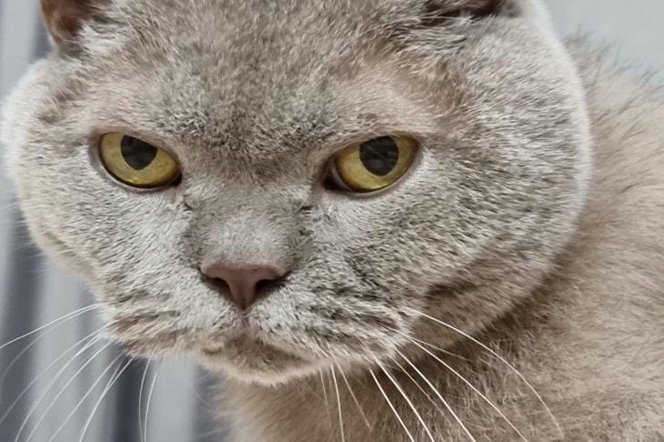 Почему кошка ищет холодный пол: скрытые механизмы терморегуляции — как помочь питомцу в зной кот