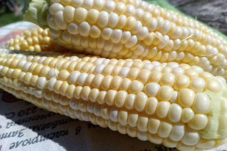 кукуруза