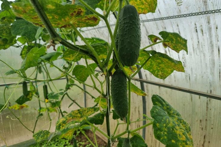 Июльская прищипка огурцов: зачем она нужна и как правильно ее выполнить огурцы