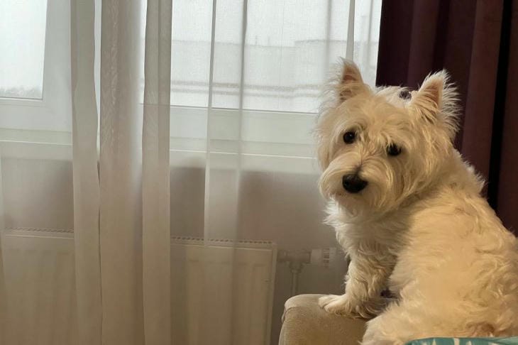 Уровни сложности собачьих головоломок: как не ошибиться и поддерживать интерес питомца собака