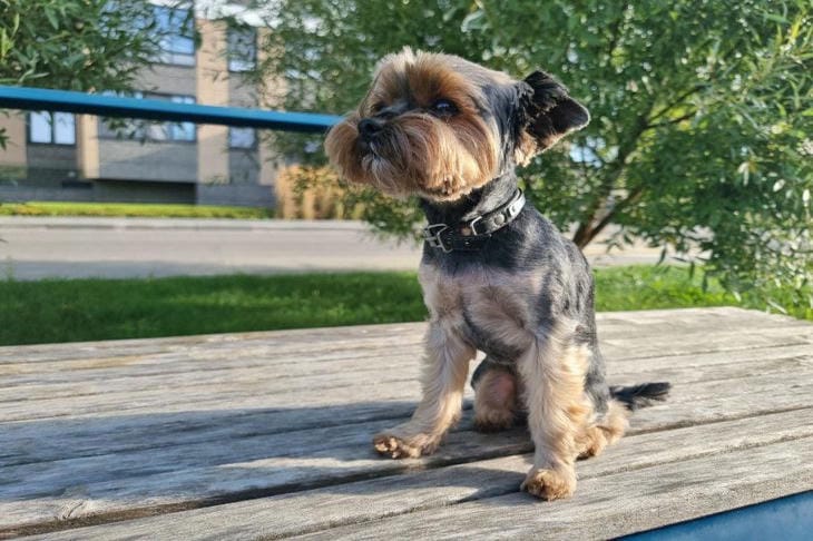 Почему собака боится машины: пошаговое руководство по адаптации собака