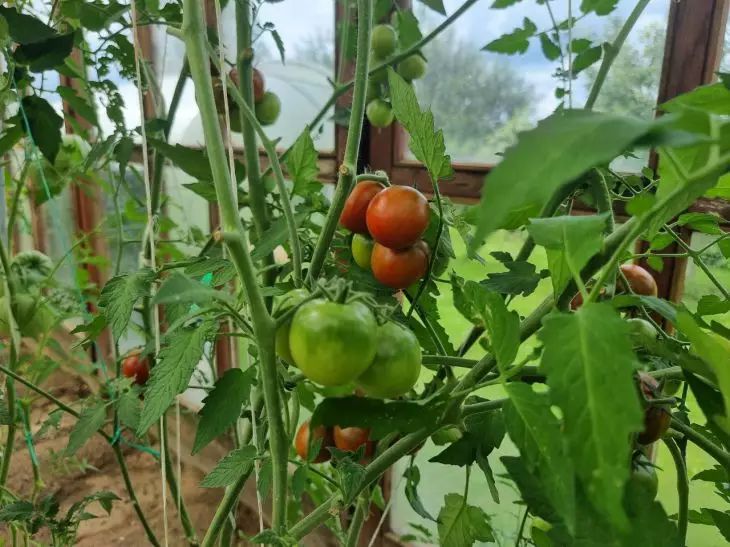 Томаты жиреют вместо плодов? Вот что нужно убрать, чтобы они начали плодоносить томаты