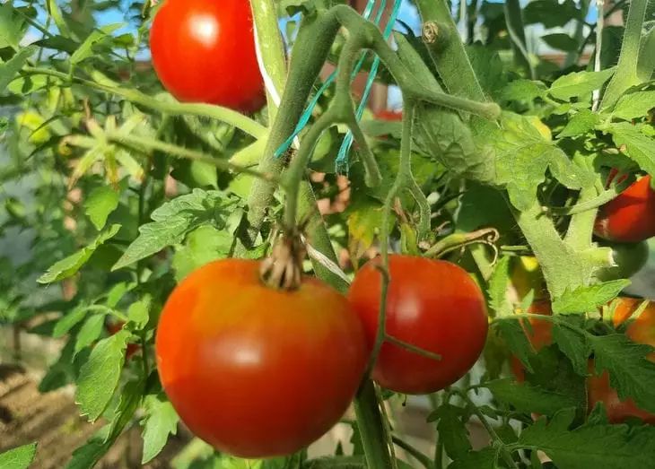 Что добавить в лейку в июле, чтобы помидоры не трескались и наливались сладостью томаты