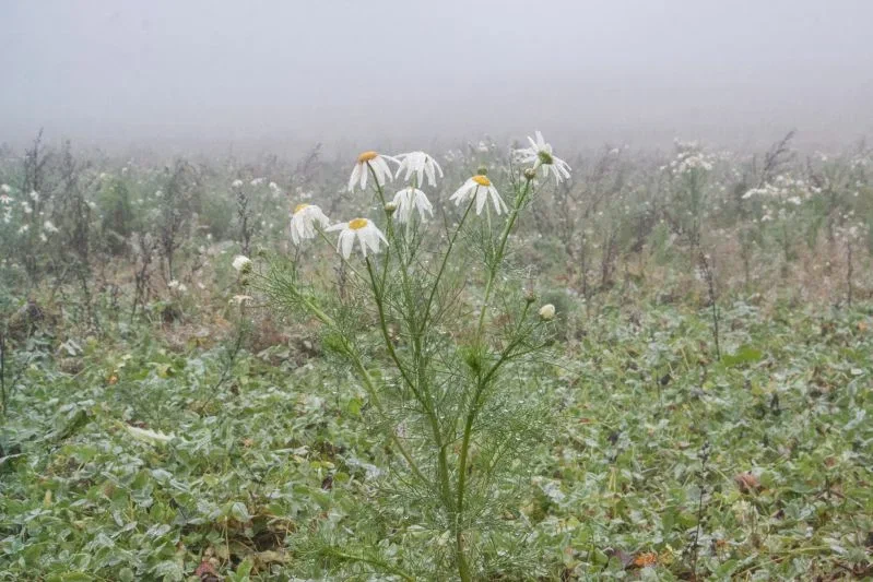 Какой сегодня праздник: 11 августа 2025 года Туман