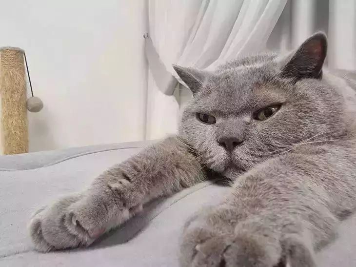 Как приучить британского кота к ласке: 3 хитрости, после которых он сам пойдет на руки кошка