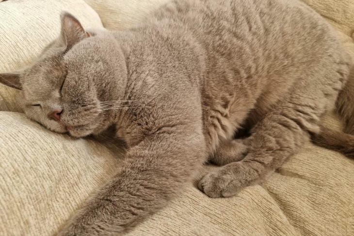 Как выбрать идеальный наполнитель для кошки: ключевые факторы сравнения разных типов кот