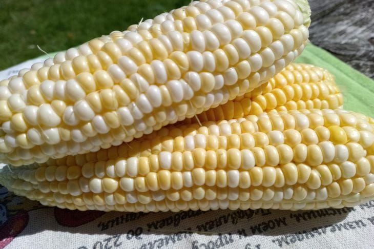 кукуруза