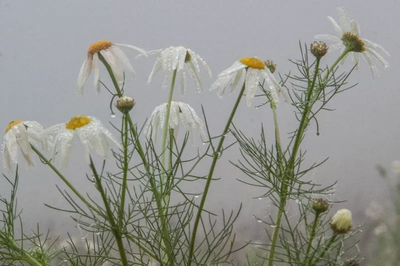 Какой сегодня праздник: 9 августа 2025 года Цветы