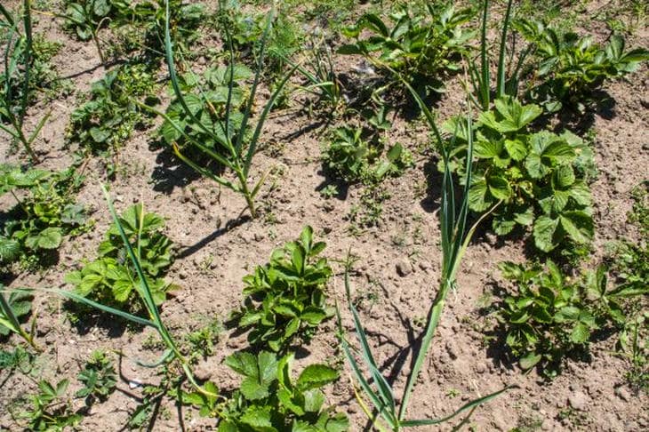 Как подготовить грядку для клубники осенью: секрет богатого урожая на следующие сезоны клубника