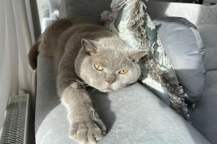 Чем кормить кошку вместо рыбы: 3 проверенных варианта от ветеринарных диетологов кот