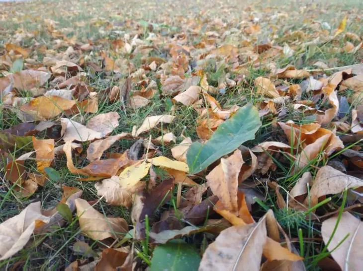 Какой сегодня праздник: 26 сентября 2025 года природа