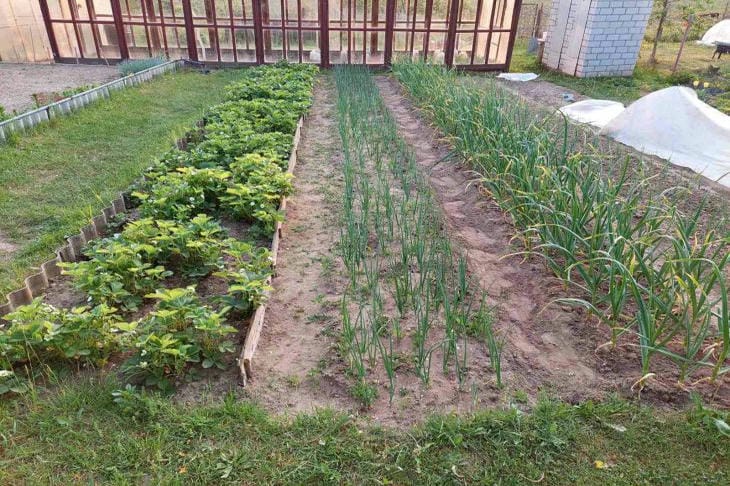 Как подготовить борозды для подзимнего сева: секреты глубины и укрытия для идеальных всходов огород