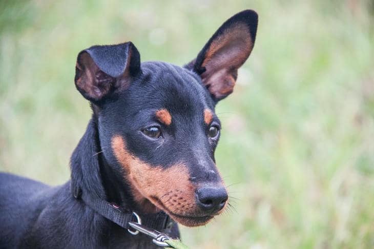 Как понять, что собаке жарко: главные признаки перегрева, которые должен знать каждый хозяин собака