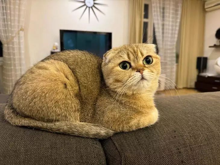 Три кошки нашли тайную комнату с загадочными вещами в подвале кошка