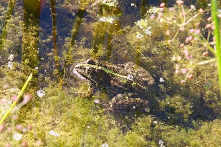 Пенсионерка в Китае съела живых лягушек и попала в больницу лягушка
