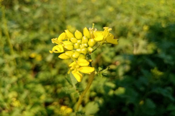 Почему горчица на огороде важнее, чем вы думаете: скрытые преимущества сидерата горчица